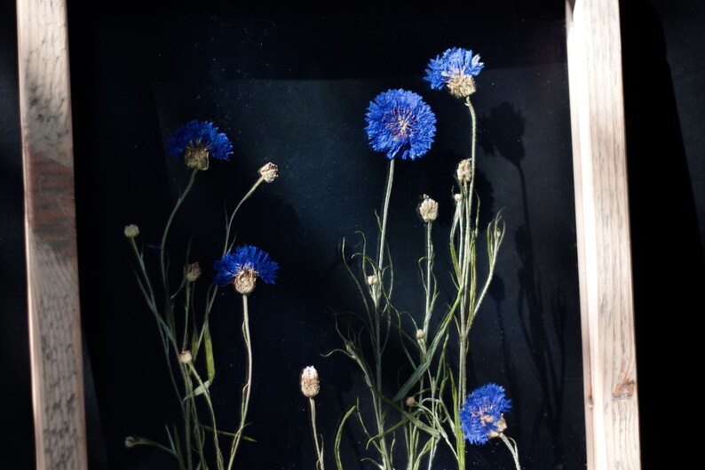 May include: A framed pressed flower arrangement featuring blue cornflowers and green stems against a black background.