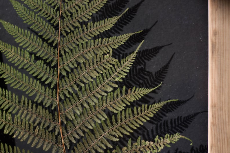 Huge Fern Wall decor 13x18 - Pressed Leaves - Foliage - Pressed fern frame - Botanical Art - Pressed flower frame - Pressed leaf wall art