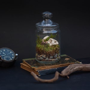 DIY Kit Magic Forest Moss Terrarium including a Deer and Fairy Lights DIY Kit for kids Christmas gift image 7