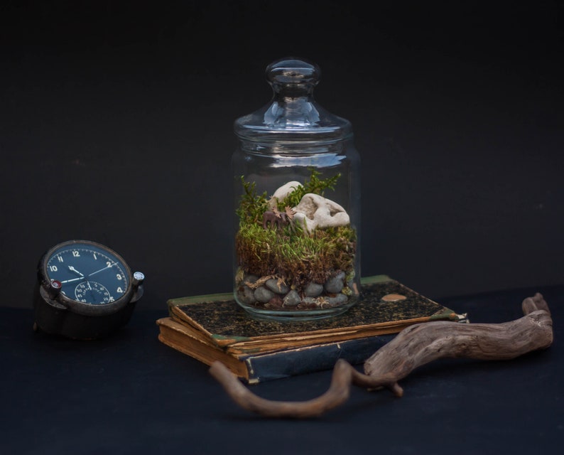 DIY Kit Magic Forest Moss Terrarium including a Deer and Fairy Lights DIY Kit for kids Christmas gift image 7