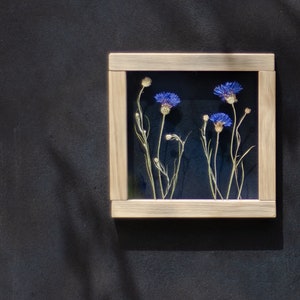 Pressed Flower Art 8x8&quot; - Cornflower - Botanical Art - Pressed flower frame - Housewarming gift - Framed wall art - herbarium framed flowers