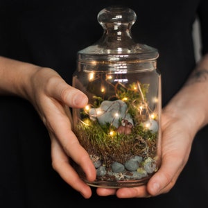 DIY KIT - Fairytale in a Jar - Moss Terrarium Kit - DIY Kit for kids