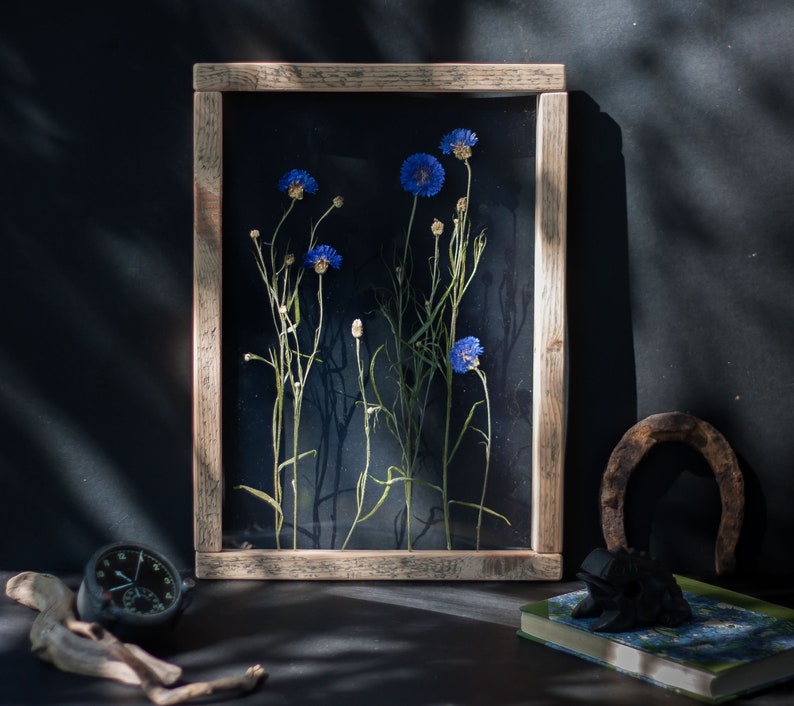 May include: A wooden frame with a glass front displays pressed blue cornflowers in various stages of bloom. The flowers are arranged vertically in a natural, organic style.