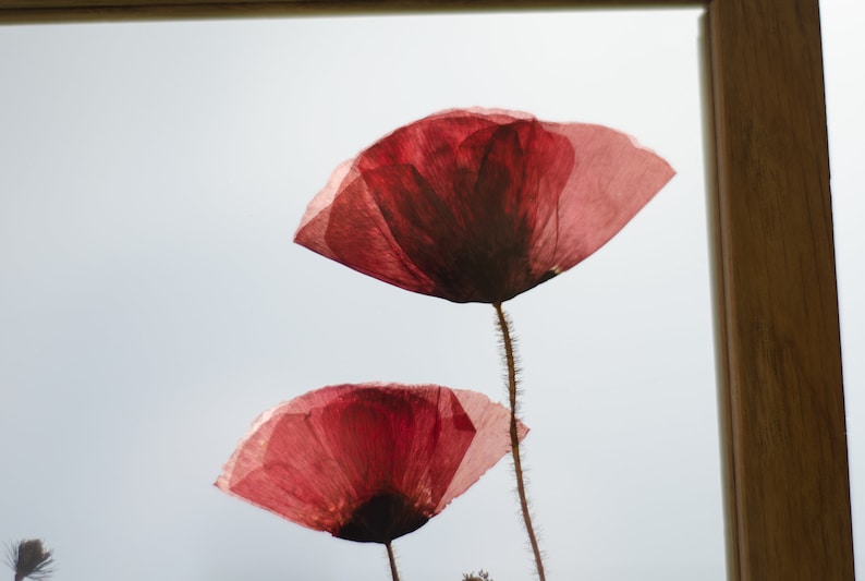 Pressed Poppy flower Wall decor 10.5x12.5 Pressed flower frame Oak Frame Floating frame Botanical Art Pressed flower frame image 2