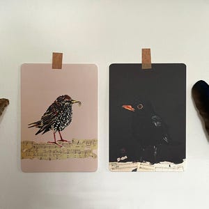 Setje van 4 artcards Merel en Spreeuw