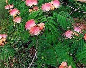 Albizia Etsy