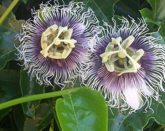 Organic Passion fruit seeds Passiflora edulis California USA (25 seeds)