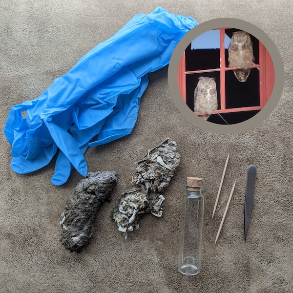 Owl Pellet Dissection Kit - everything you need! Great Horned Owl Pellets