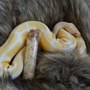 Shed Snake Skin in Displayable Vial