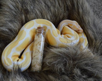 Shed Snake Skin in Displayable Vial