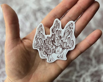 Morel 2.5&quot; vinyl sticker weatherproof mushroom hunting morchella foraging