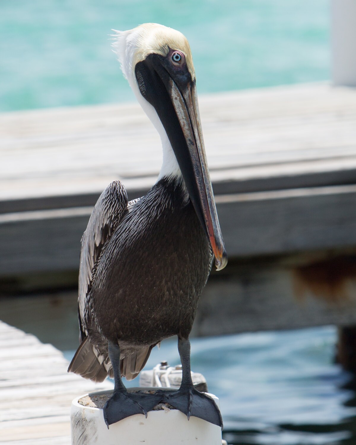 The Pelican Fine Art Matte Print Pelican Photography Bird Etsy