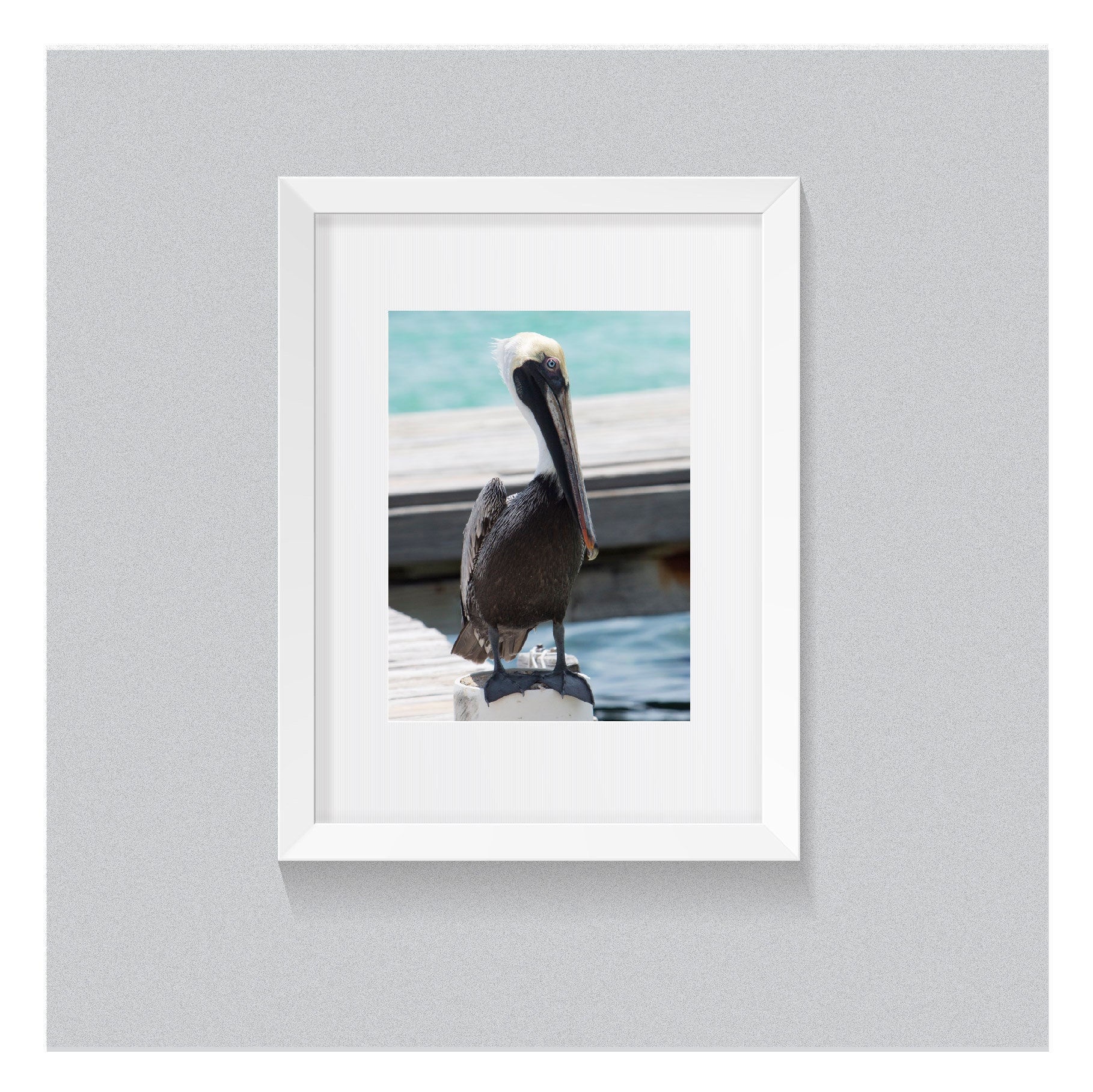 The Pelican Fine Art Matte Print Pelican Photography Bird Etsy