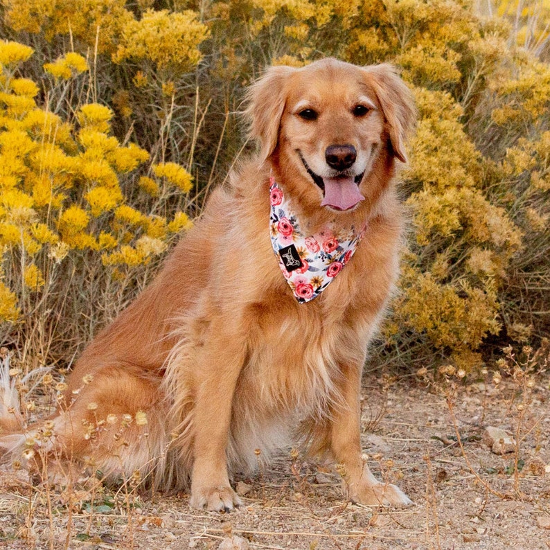 Wild Meadows, Durable Dog Bandana, Reversible Dog Bandana , Tie on bandana, Easy to wash dog bandana, Adventure Dog Bandana, Floral Bandana image 7