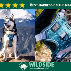 Teal Bear Dog Harness Dog Harness For Big Dogs Harness with Handle Reflective Dog Harness No Pull Dog Harness Dog Clothing Cute Dog Harness image 1