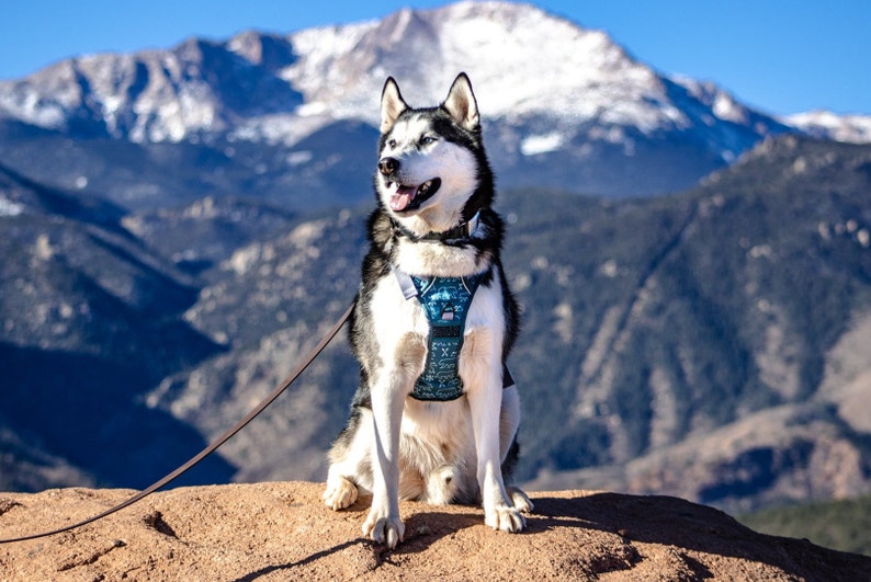 No more slip over the head harness, your dog will love this adjustable dog harness, made with durable material for all adventures with your dog. Use this harness as a no pull harness for dog training or hiking with your dog