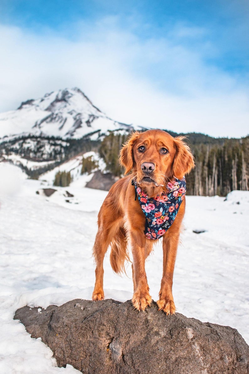 Wild Meadows, Durable Dog Bandana, Reversible Dog Bandana , Tie on bandana, Easy to wash dog bandana, Adventure Dog Bandana, Floral Bandana image 6