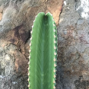 Euphorbia Candelabra 2 Feet Tall Cutting