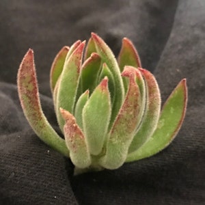 Fuzzy Echeveria Succulent Cutting