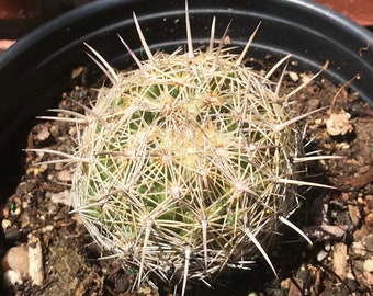 Cactus Globe Barrel Cactus