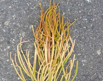 Euphorbia Fire Sticks Succulent Cutting