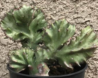 Unique Rare Crested Euphorbia
