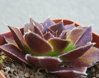 Sempervium Colorful Succulent Live Plant Rooted