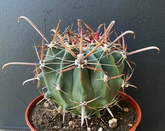 Fish Hook Barrel Cactus