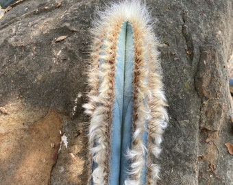 Brazilian Blue 2.5 Foot Tall Rare Hairy Cactus Cutting