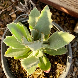 Kalanchoe Wunderschönes Sukkulenten Leben & Verwurzelt