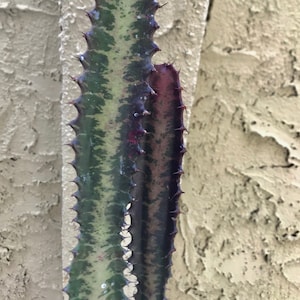 Euphorbia amygdaloides Ruby “Glow” Red Cutting