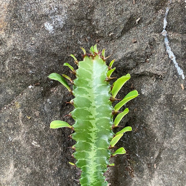 Euphorbia Trigona 4 Zoll Schneide