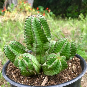 Euphorbia Anoplia Rare Adorable Succulent image 1