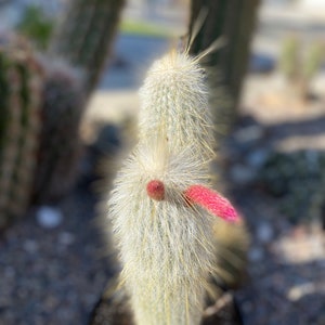 Old Man Cactus Live & Rooted