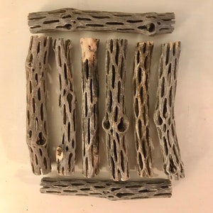 Cactus Wood-Cholla 5 Pieces Untreated Logs