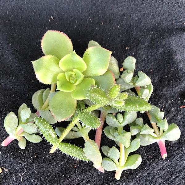 Succulent Cuttings - A Variety of 7 Cuttings