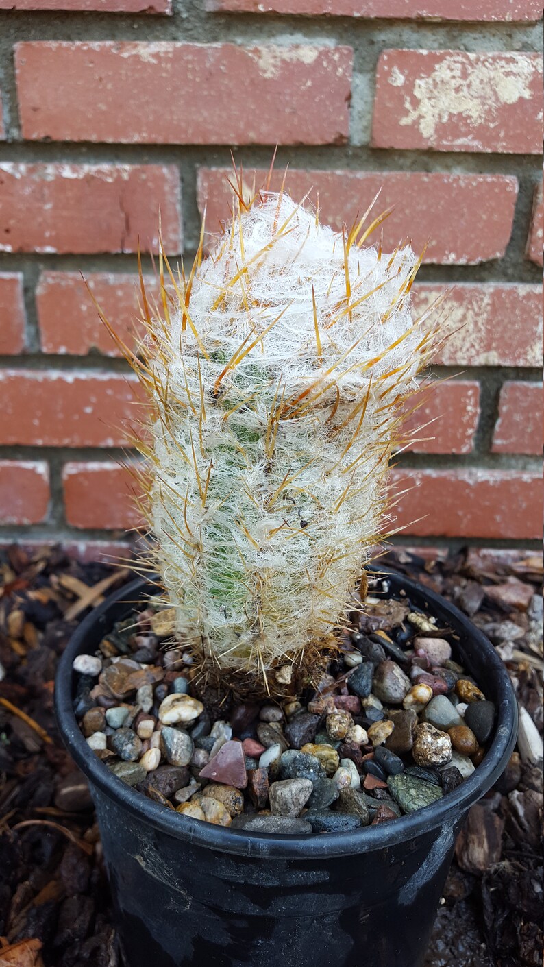 Old Man of the Andes Cactus Well Rooted