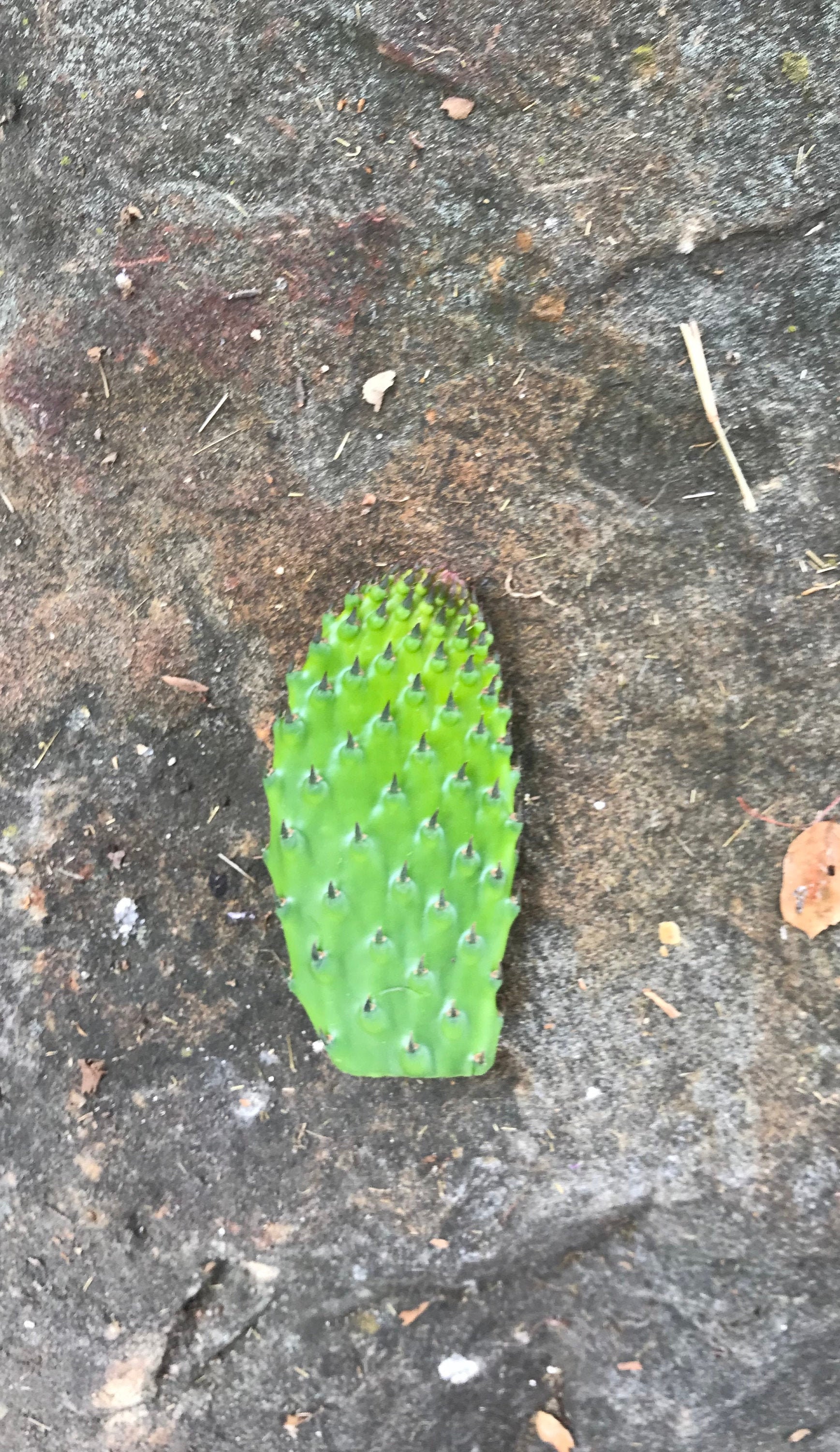 Pela Nopal / Cactus Peeler