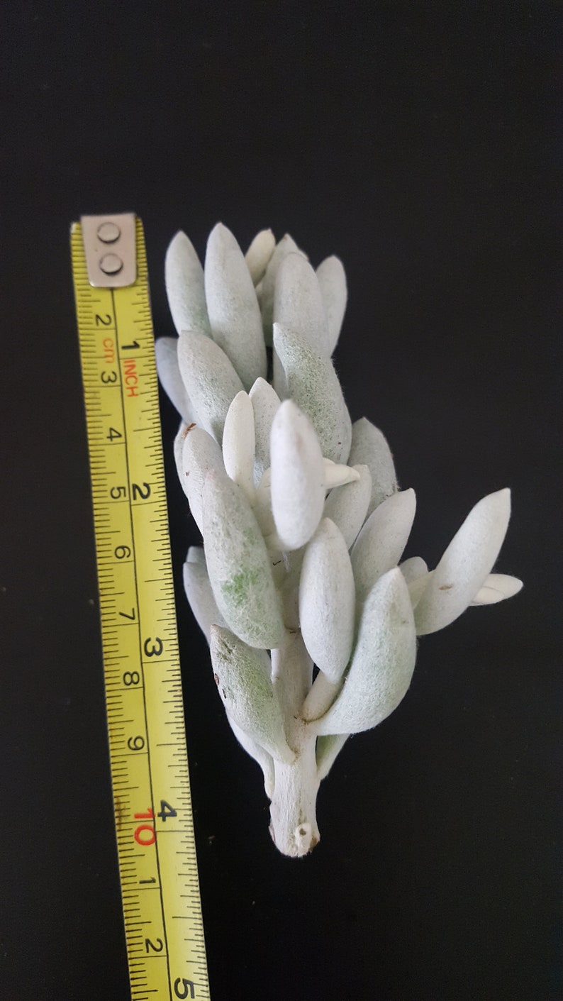 Senecio Haworthii Crescent Moon Succulent Cutting