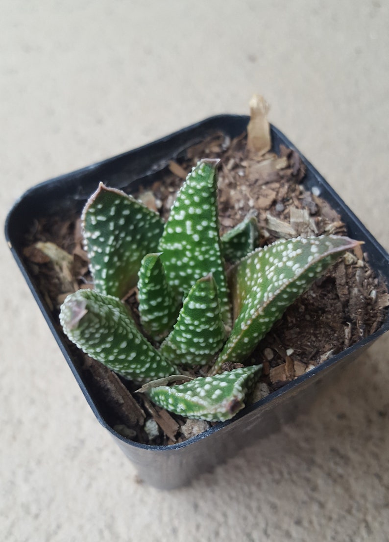 Gaster aloe Flow Aloe Exceptional texture