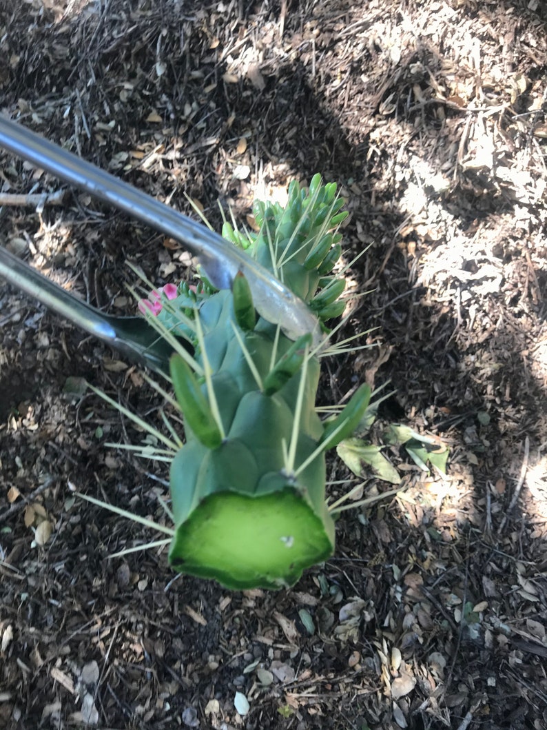 Opuntia Cactus Cutting 57 Inches Tall Cutting Etsy