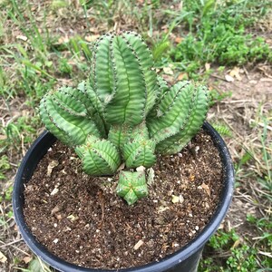 Euphorbia Anoplia Rare Adorable Succulent image 6