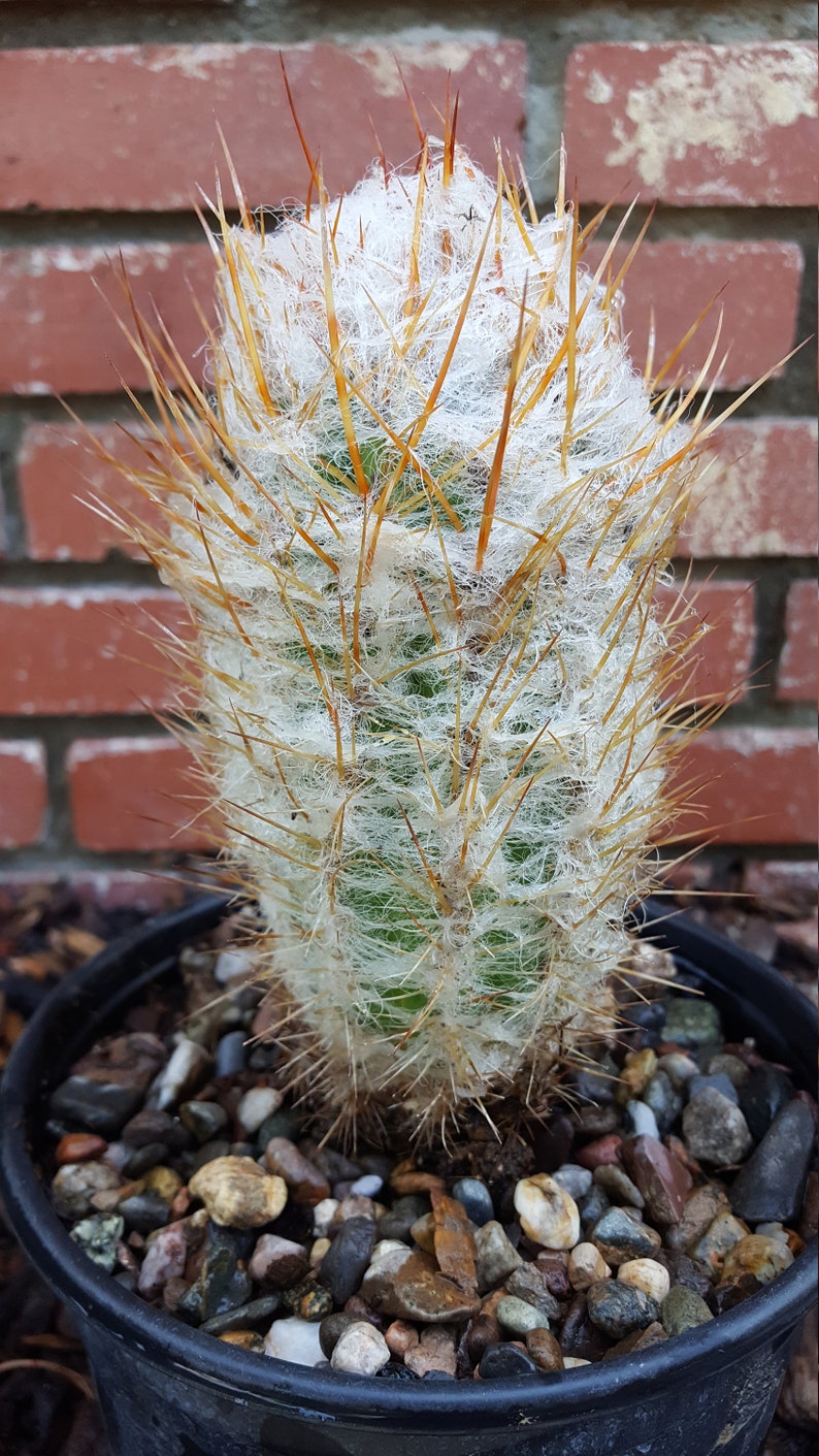 Old Man of the Andes Cactus Well Rooted