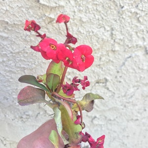 Crown of Thorns, Euphorbia Milii,  (3-5 Inches) Succulent Cutting