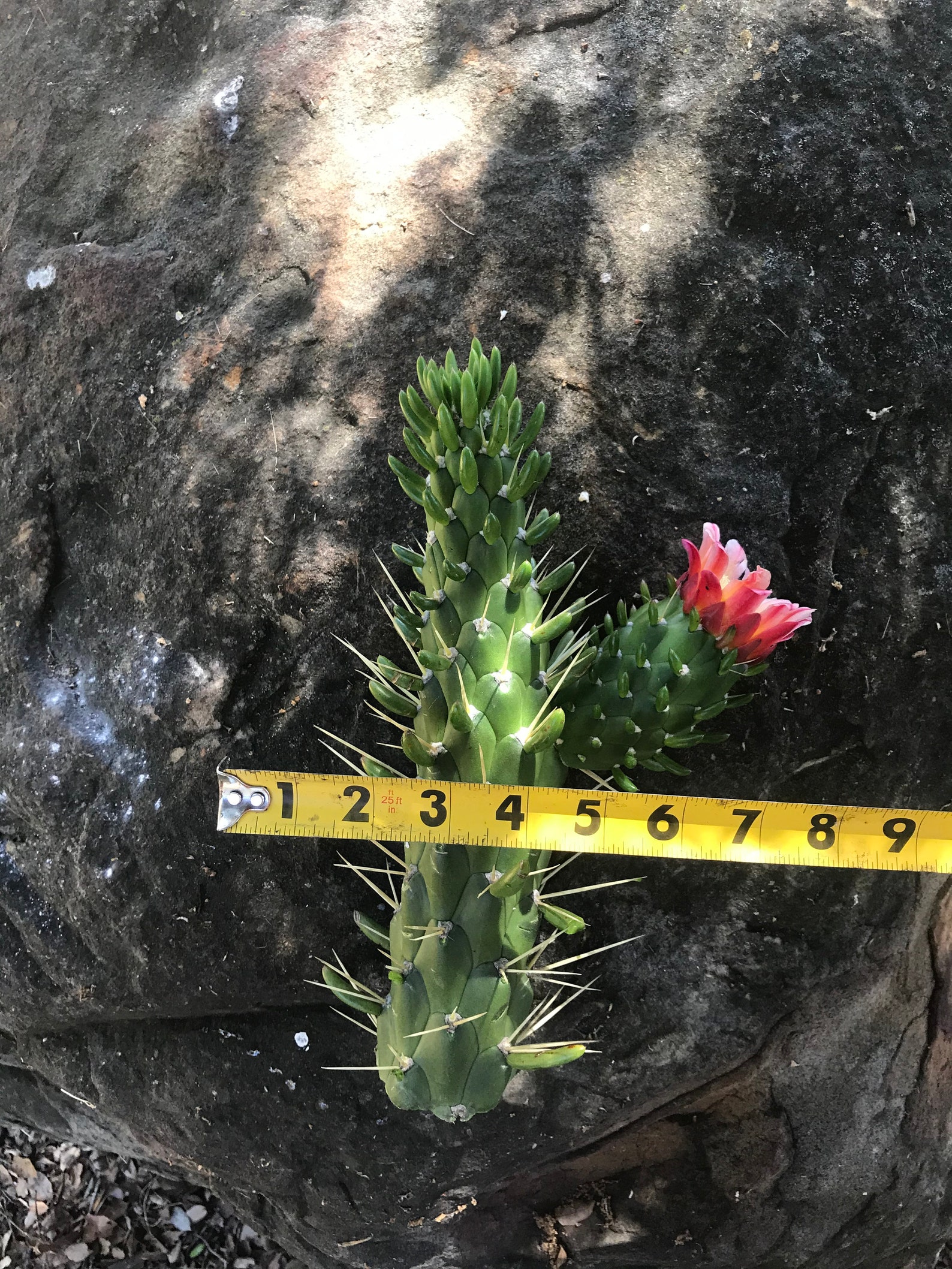 Opuntia Cactus Cutting 57 Inches Tall Cutting Etsy