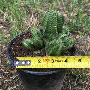 Euphorbia Anoplia Rare Adorable Succulent image 4