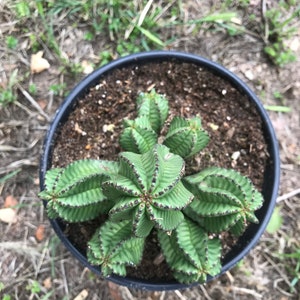 Euphorbia Anoplia Rare Adorable Succulent image 7