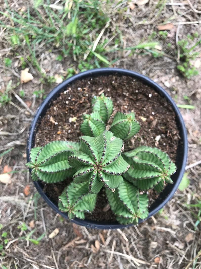 Euphorbia Anoplia Rare Adorable Succulent image 7