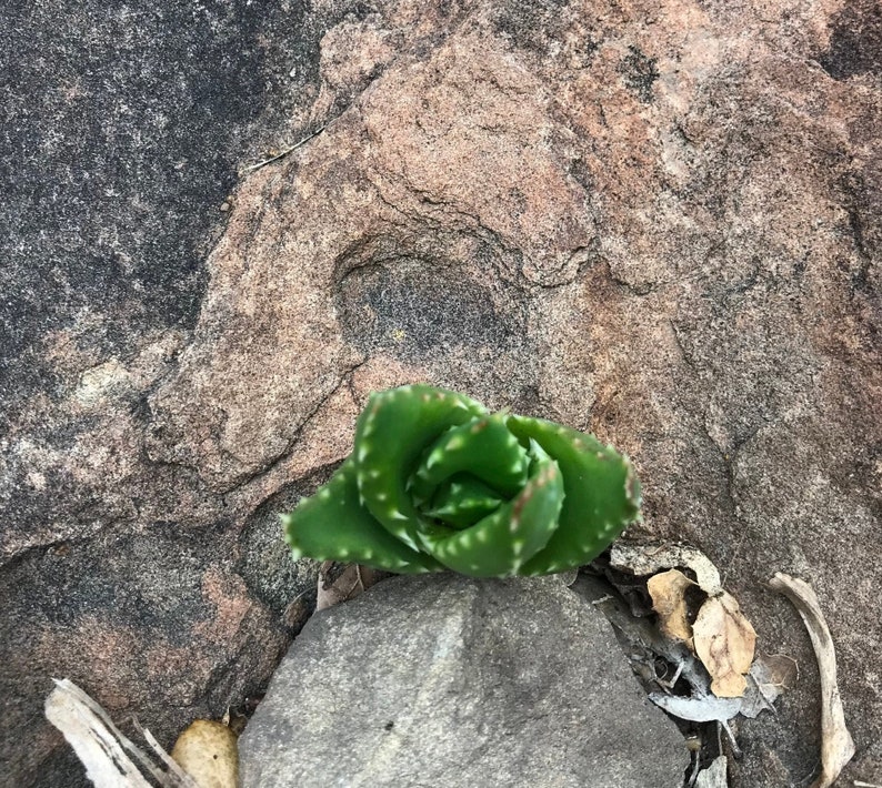 Aloe Vera Tigers Tooth Succulent Cutting Etsy