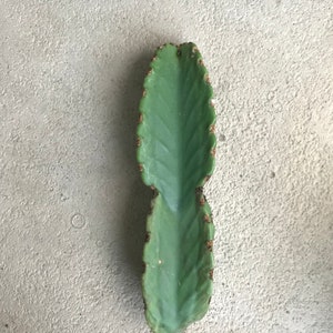 1 Foot Candelabra Euphorbia Cutting